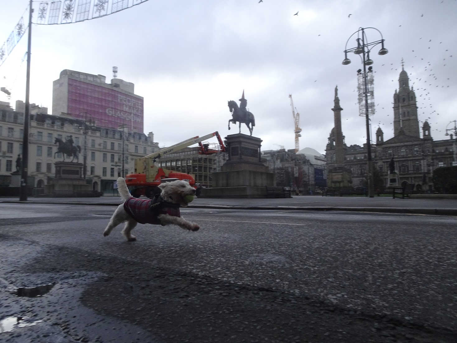 poppy the westie in george square