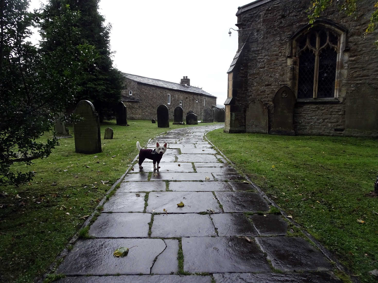 poppy the westie in the churchyard at darrowby