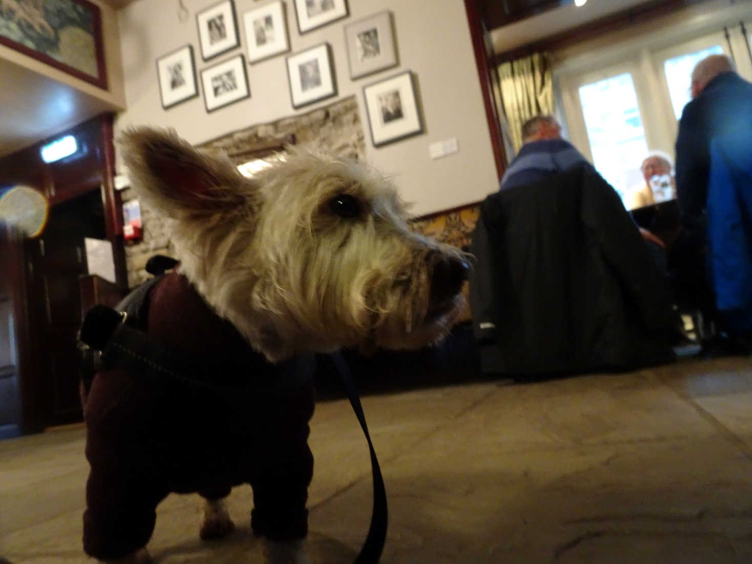 poppy the westie in the drovers Darroby