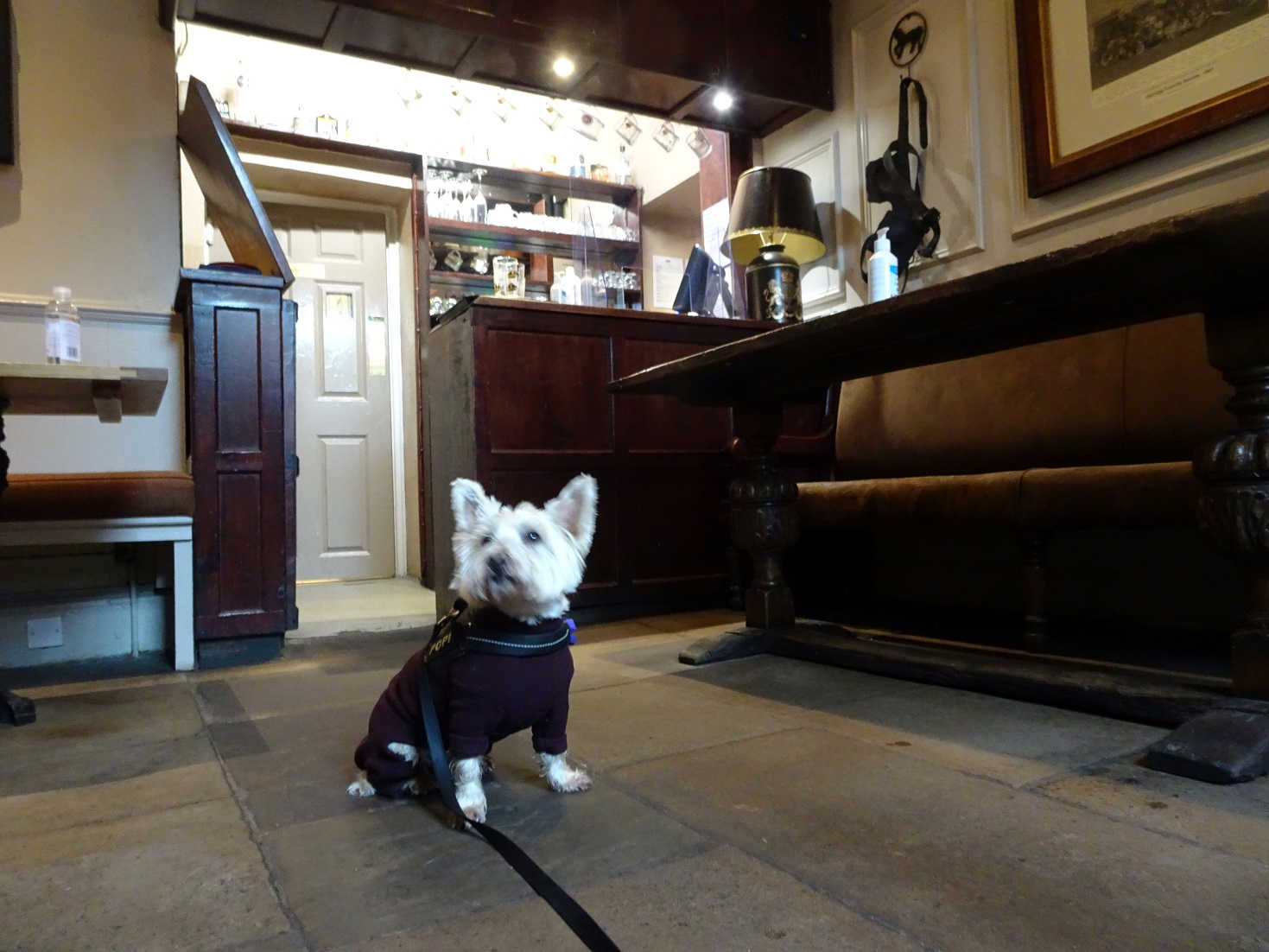 poppy the westie in the drovers snug