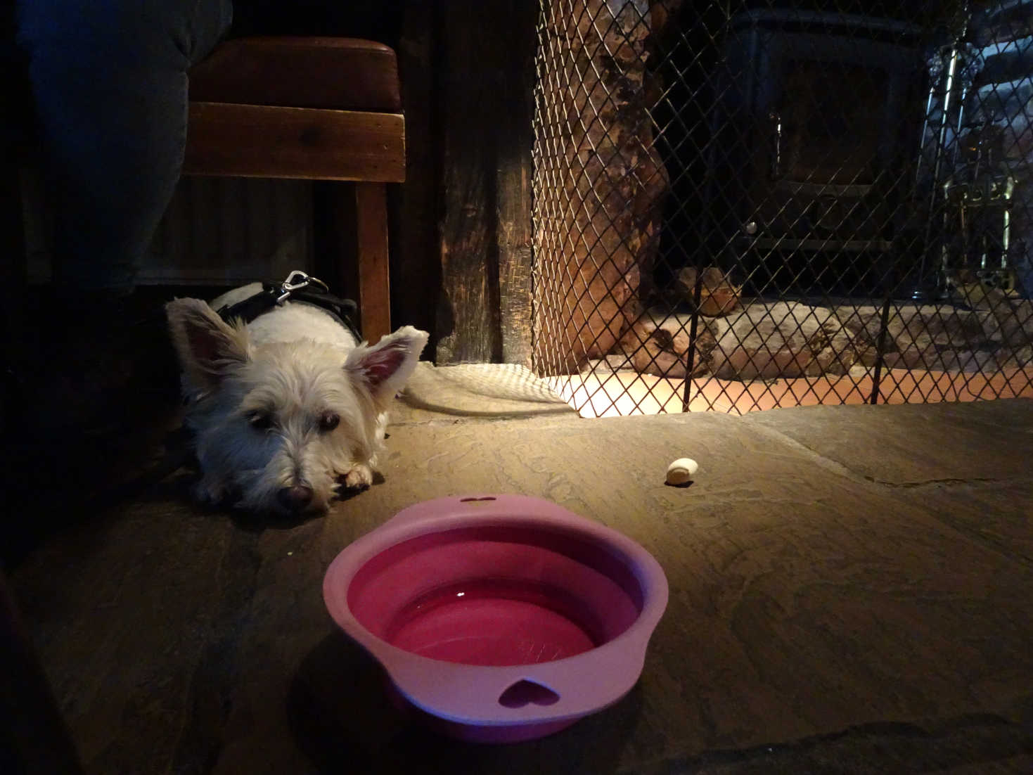 poppy the westie in the joiners arms high newton