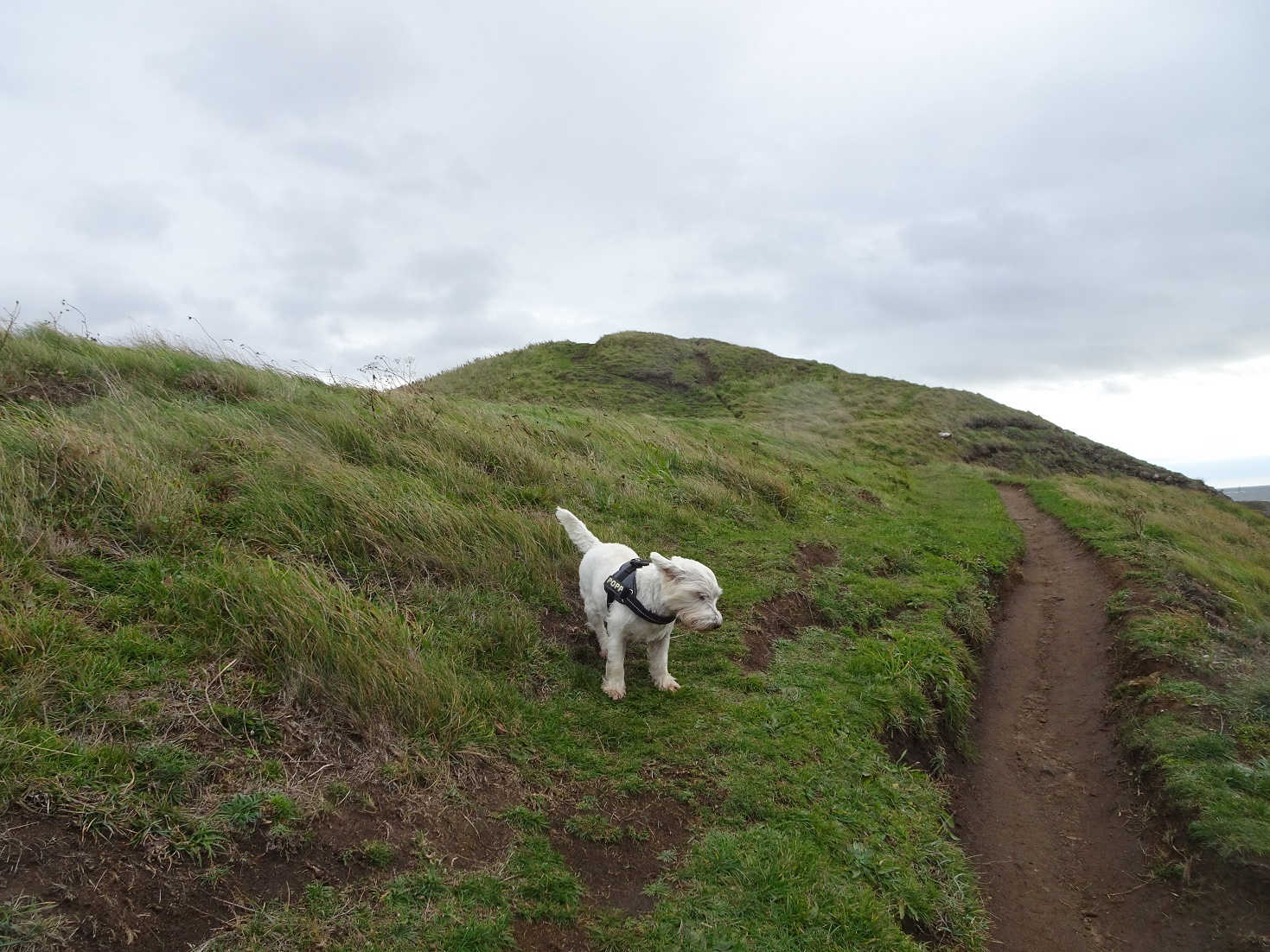 poppy the westie in wind on costal path