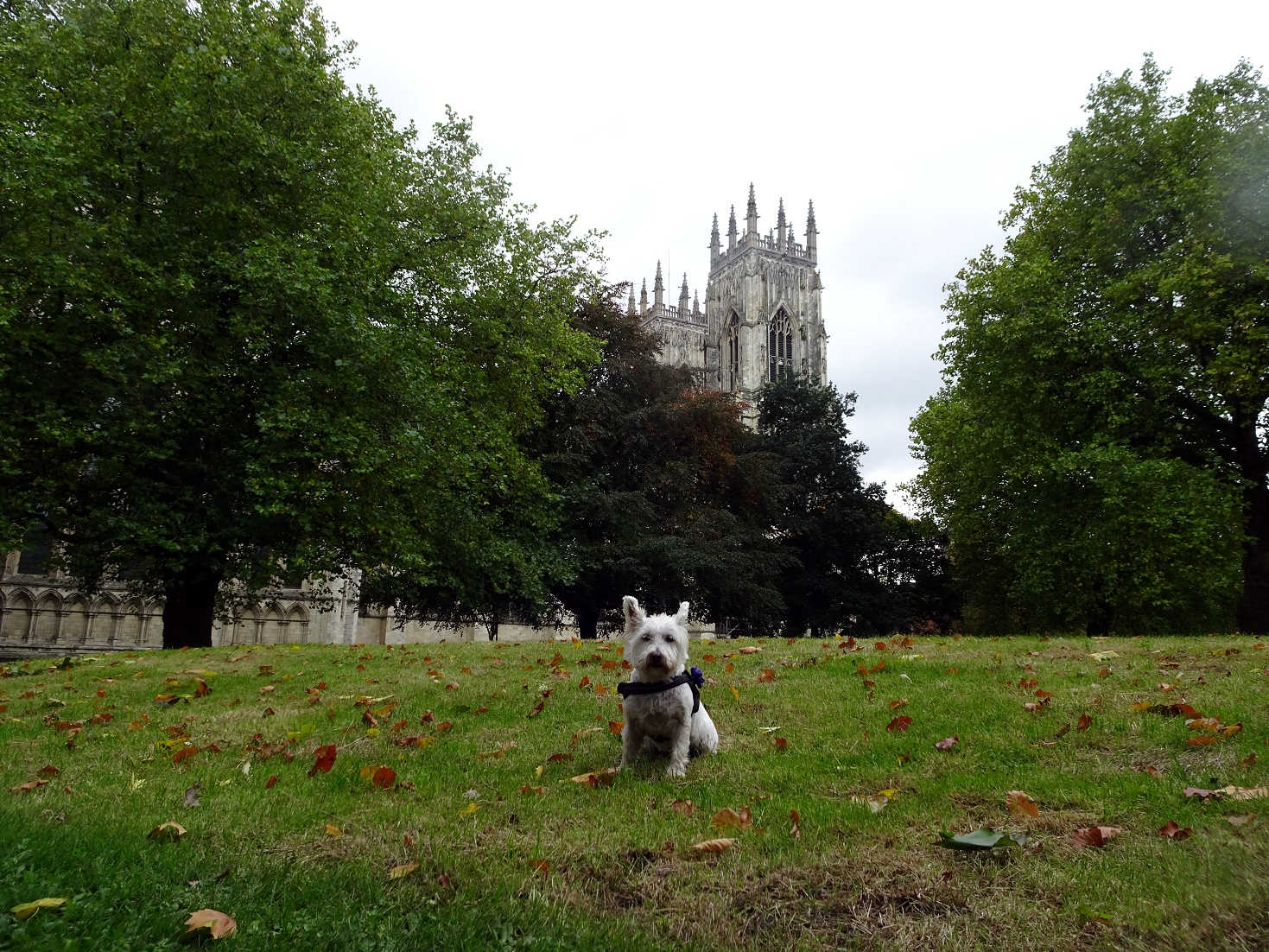 poppy the westie in york minster church yard