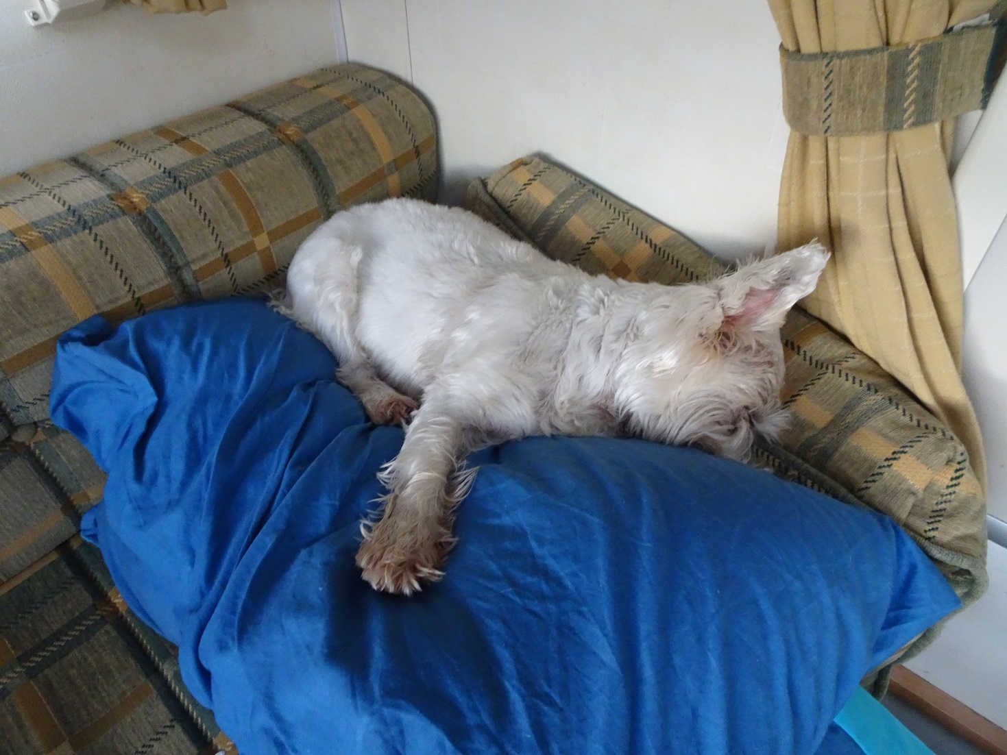 poppy the westie not waking up in betsy