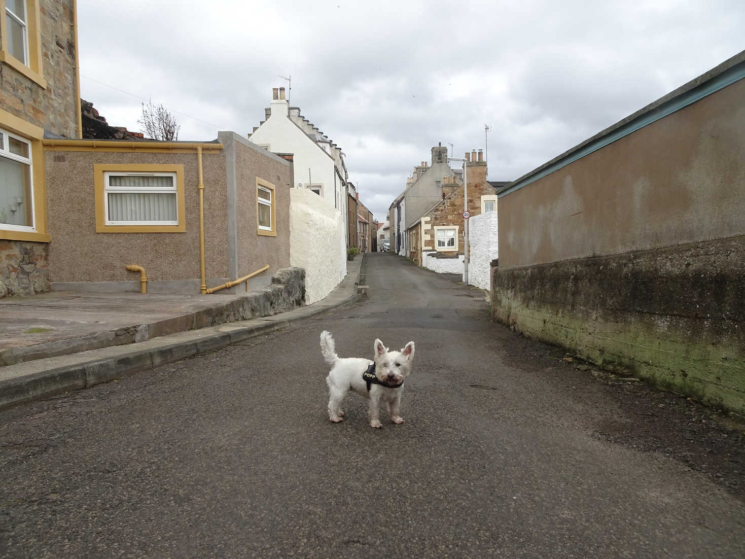 poppy the westie off leash in St Monans