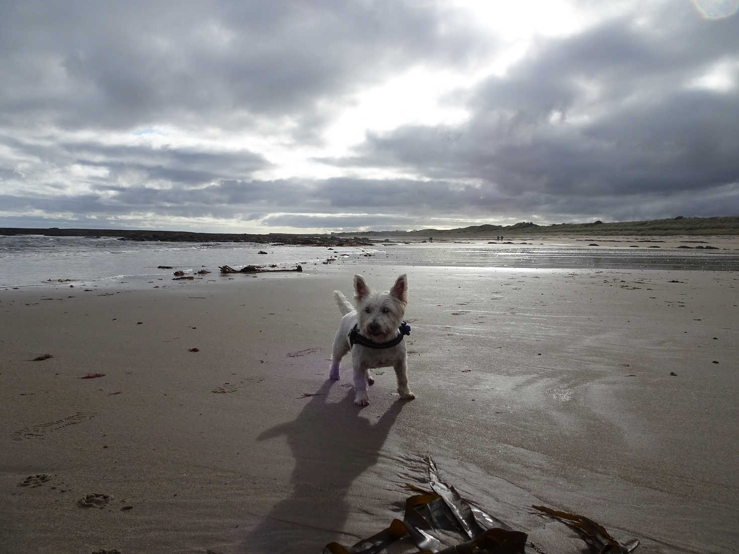 poppy the westie on Annstead beach