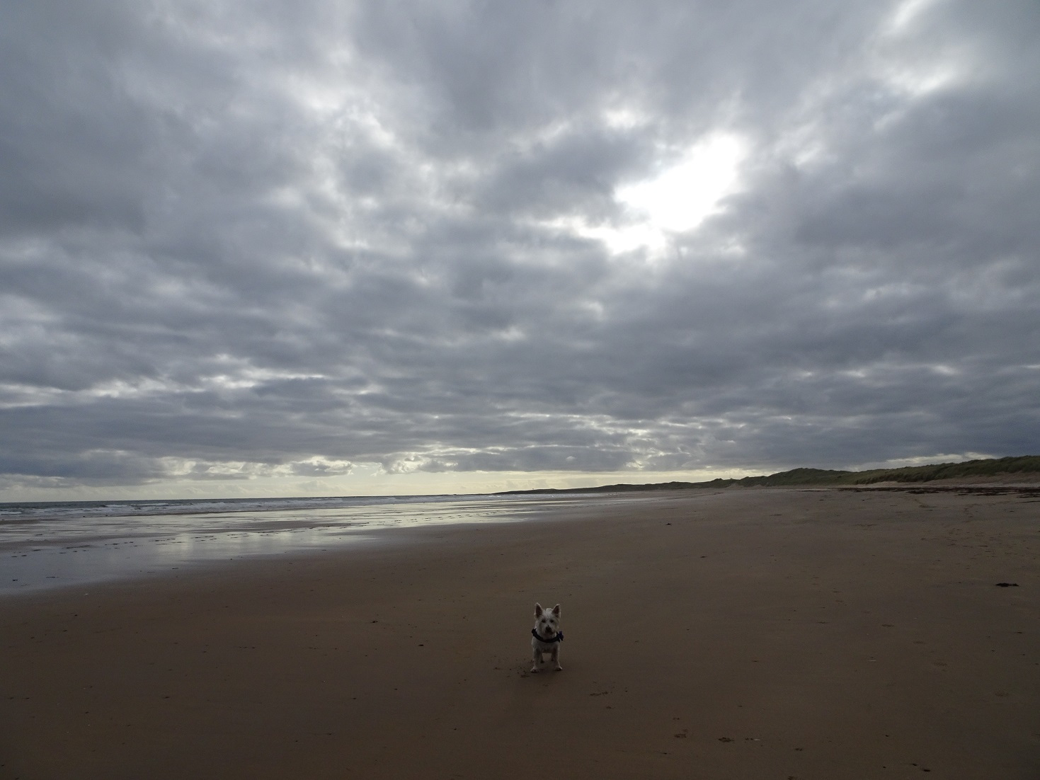 poppy the westie on a deserted beadnell bay