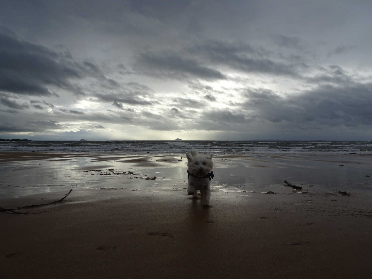 poppy the westie on earlsferry beach with ball