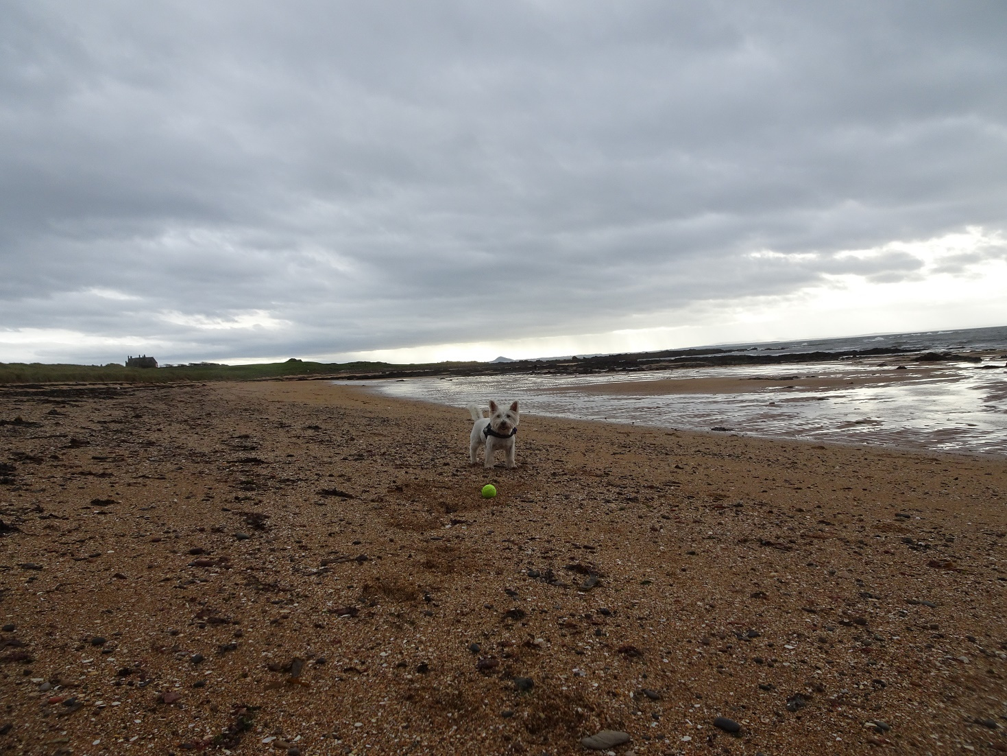 poppy the westie on earlsferry beach