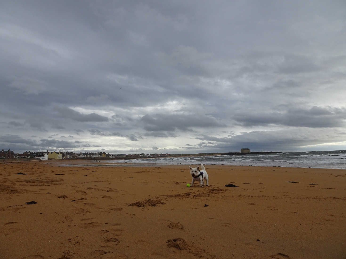 poppy the westie on elie beach