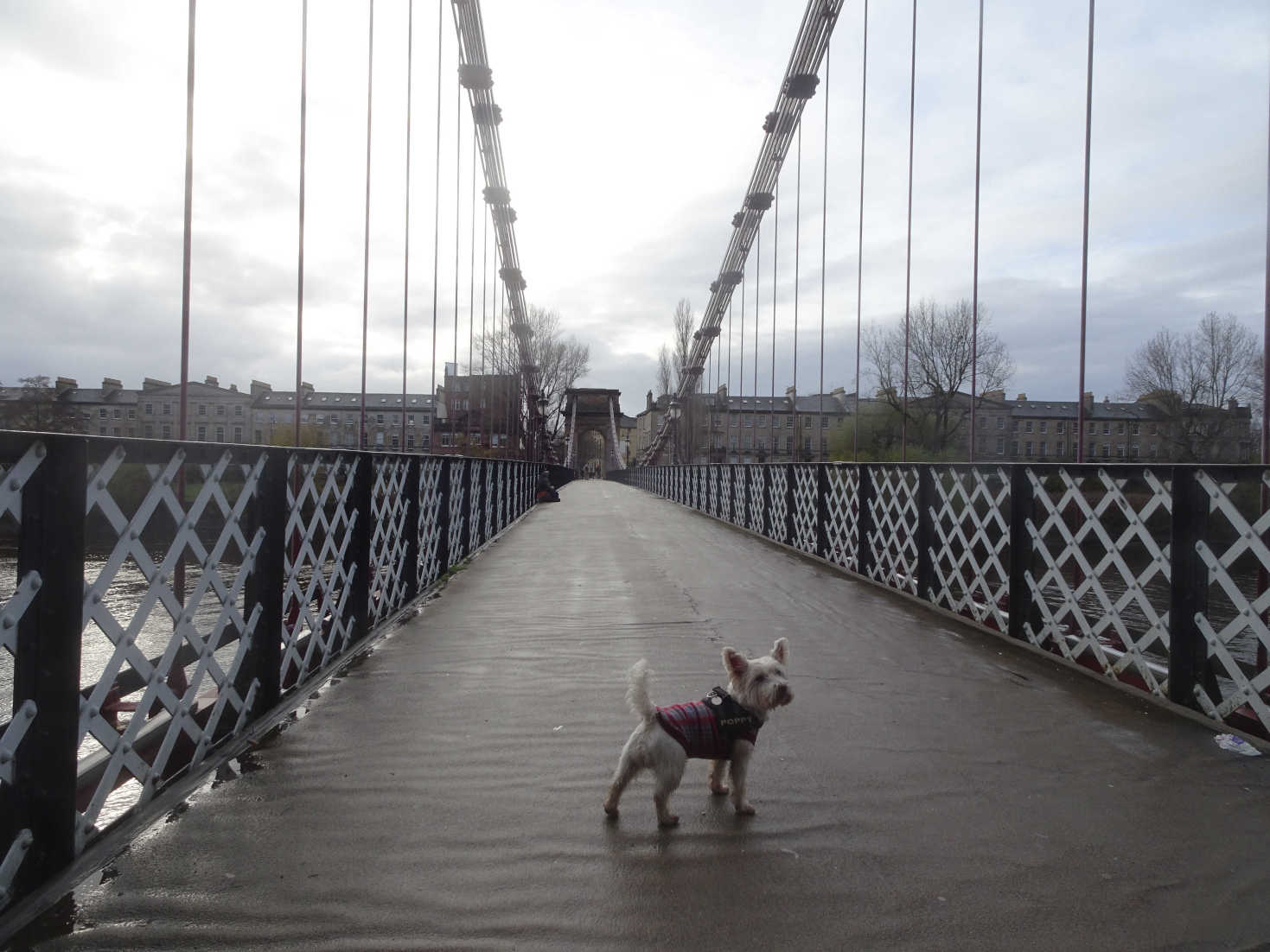 poppy the westie on portland street bridge