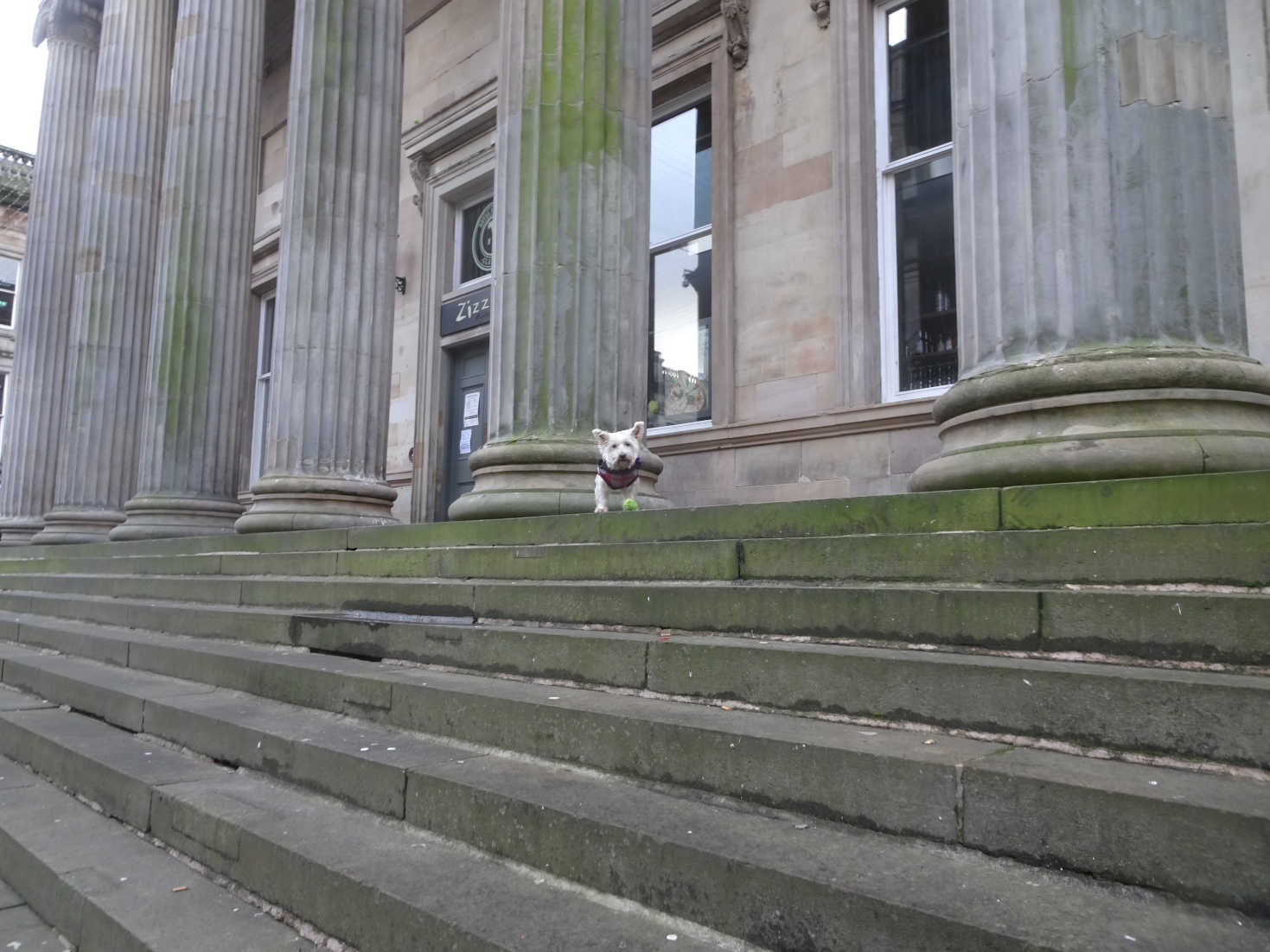 poppy the westie on steps royal exchange square