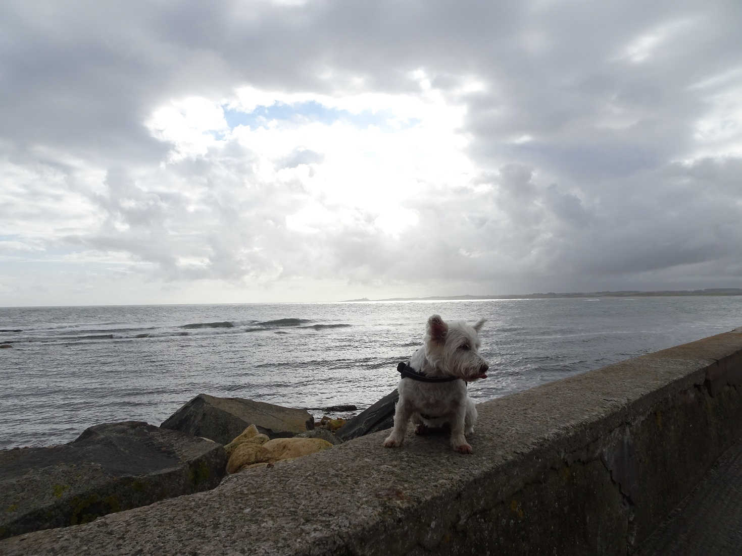 poppy the westie on the sea wall Beadnell Bay