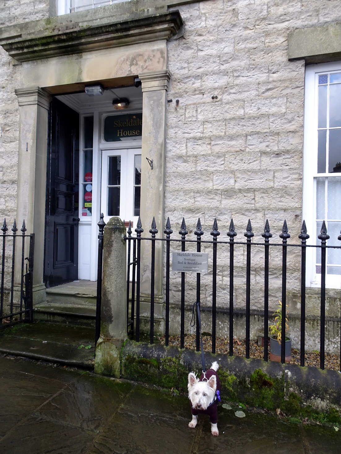 poppy the westie outside james and seigfried vets