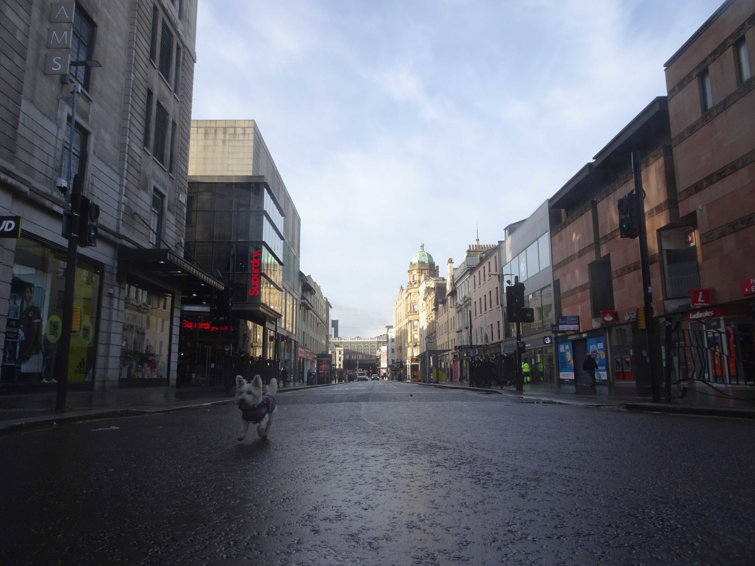 poppy the westie playing on argyle street