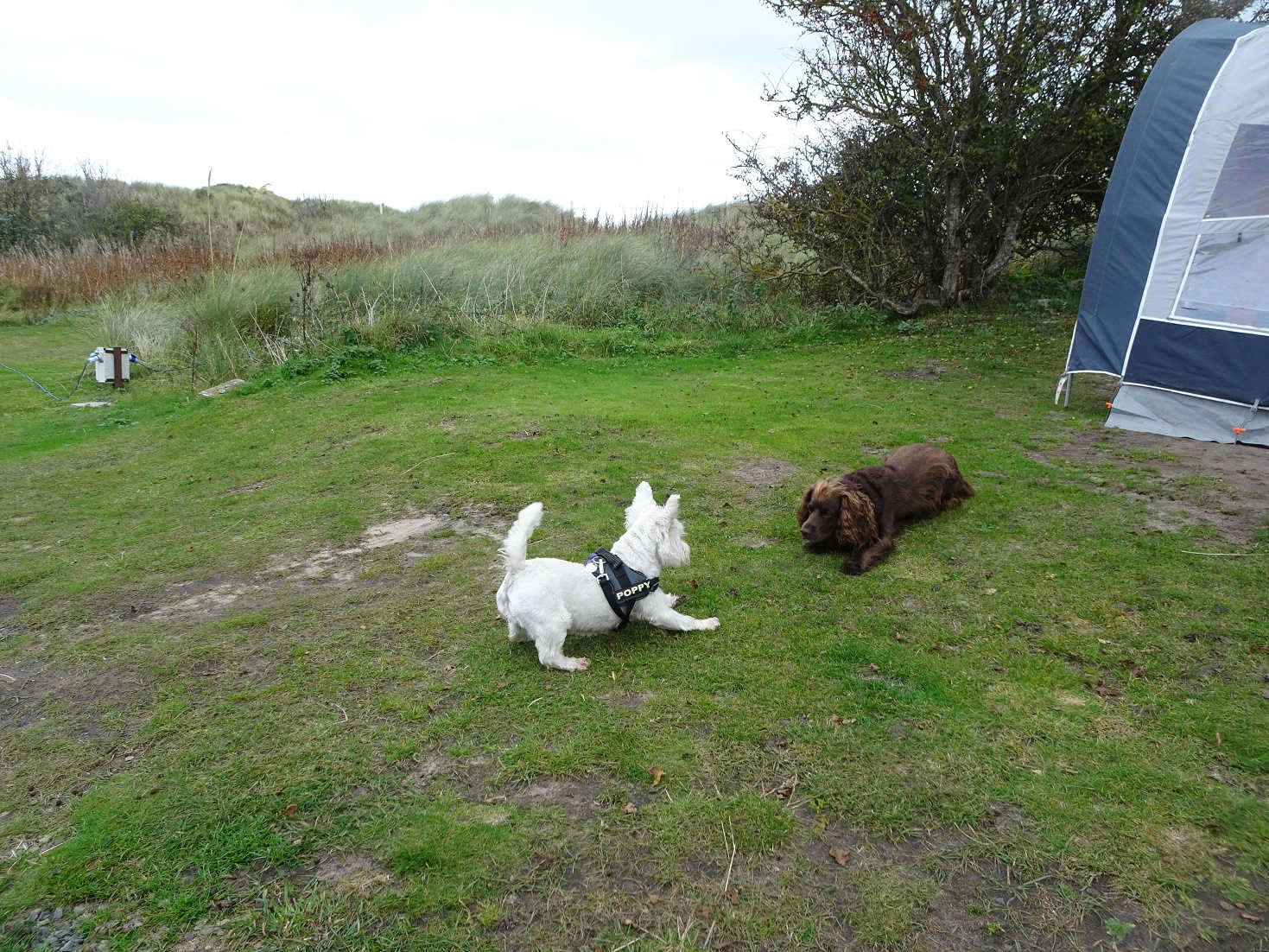 poppy the westie playing with zoo zoo