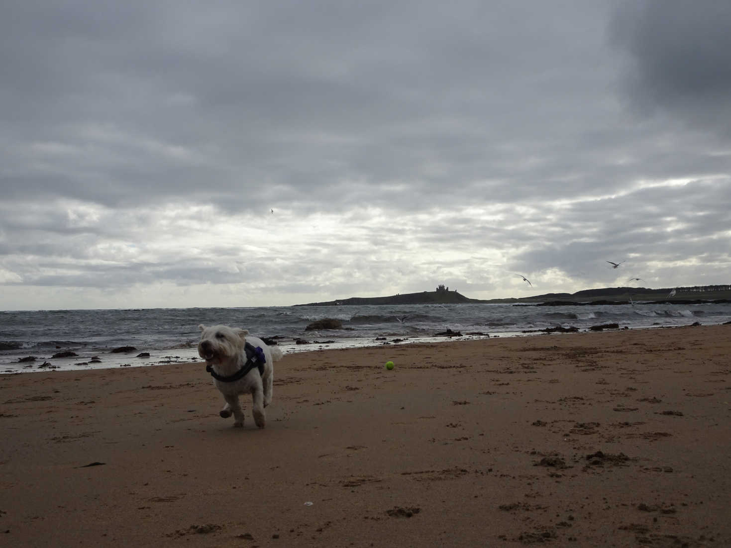 poppy the westie running on low newton by the sea beach