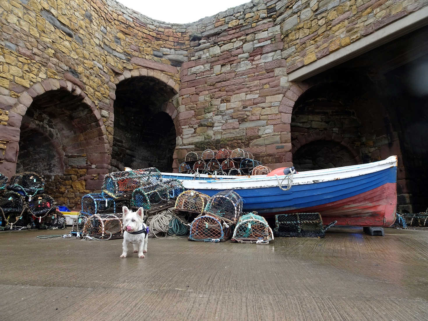 poppy the westie smells lobster at Beadnell