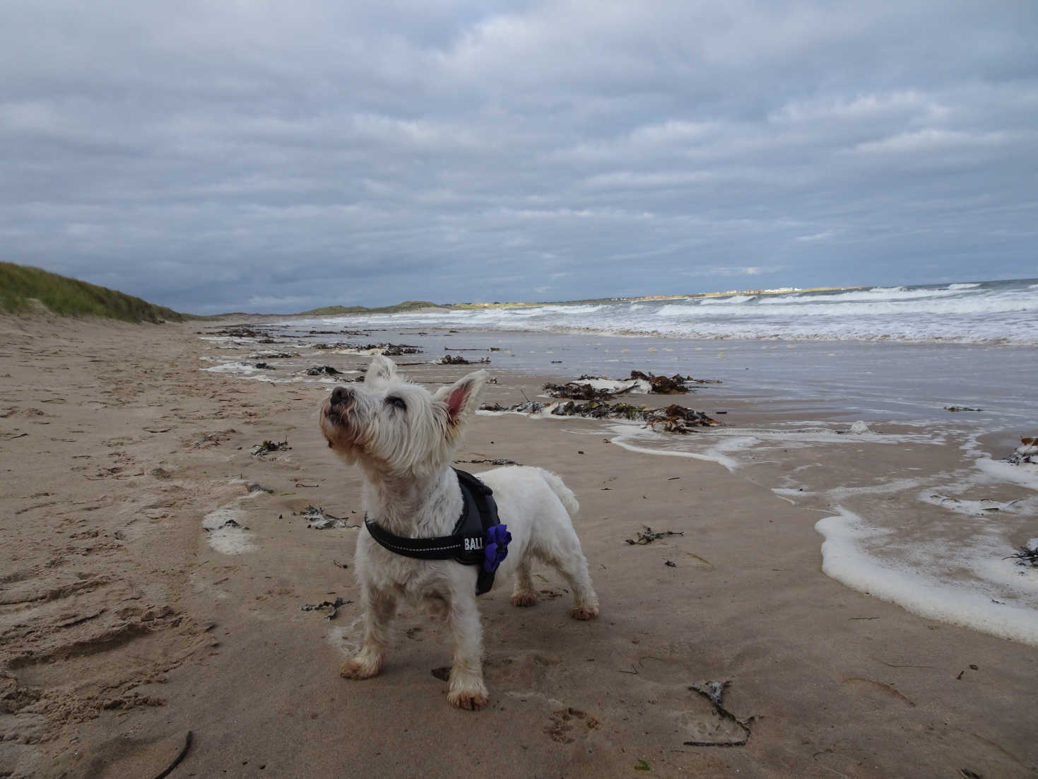 poppy the westie spots trouble from above