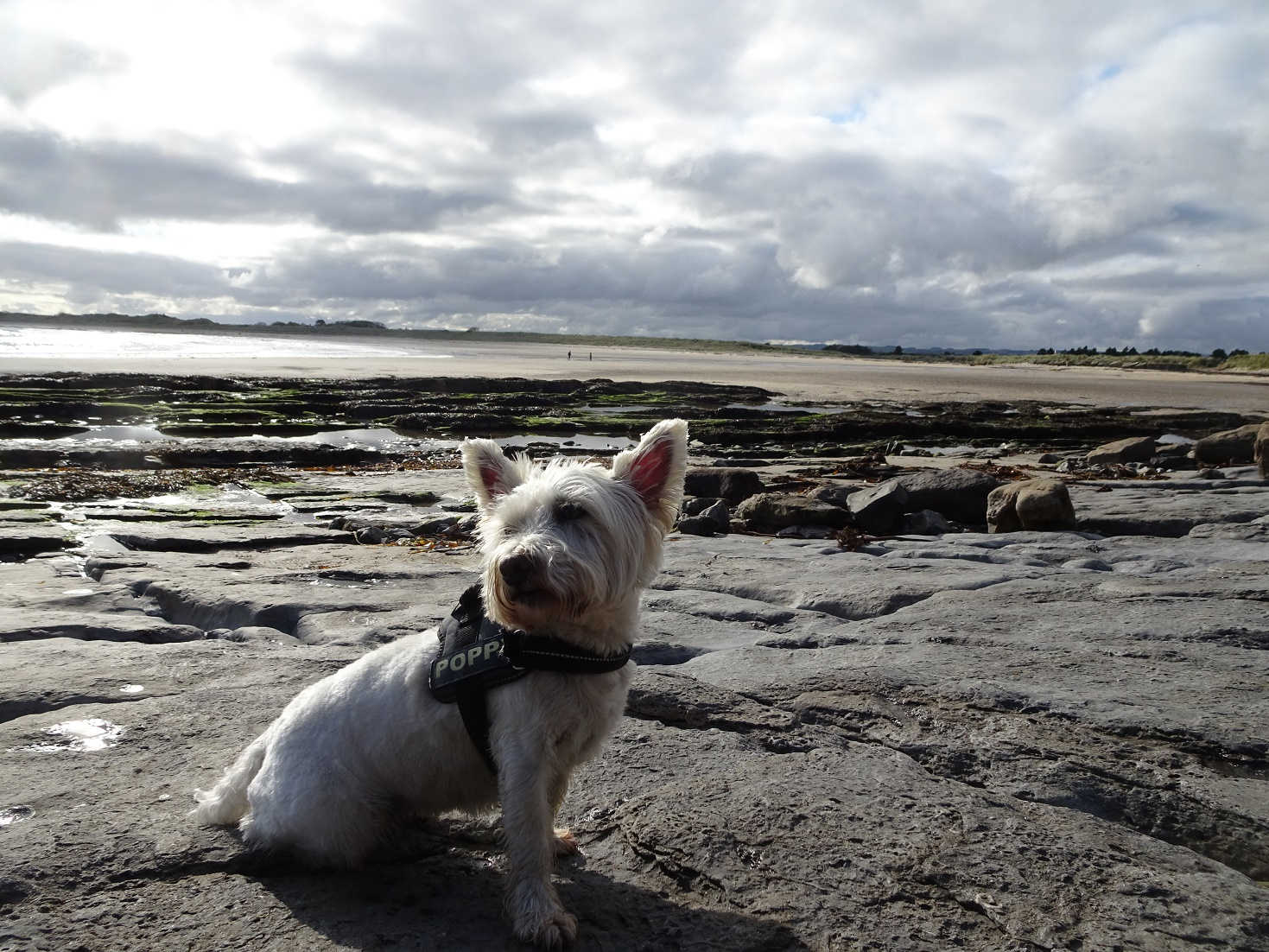 poppy the westie the other side of Annstead burn