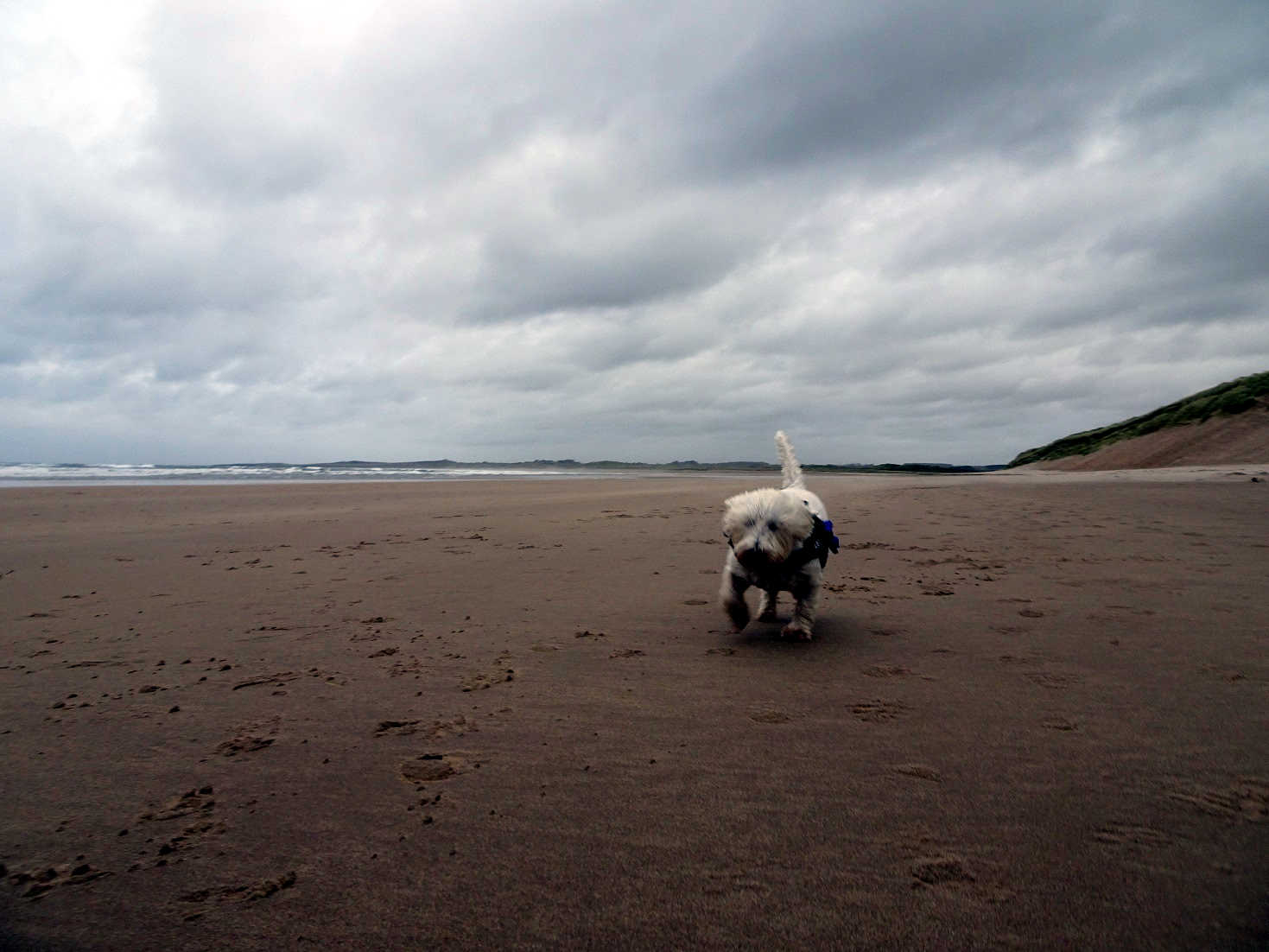 poppy the westie windswept at beadnell bay