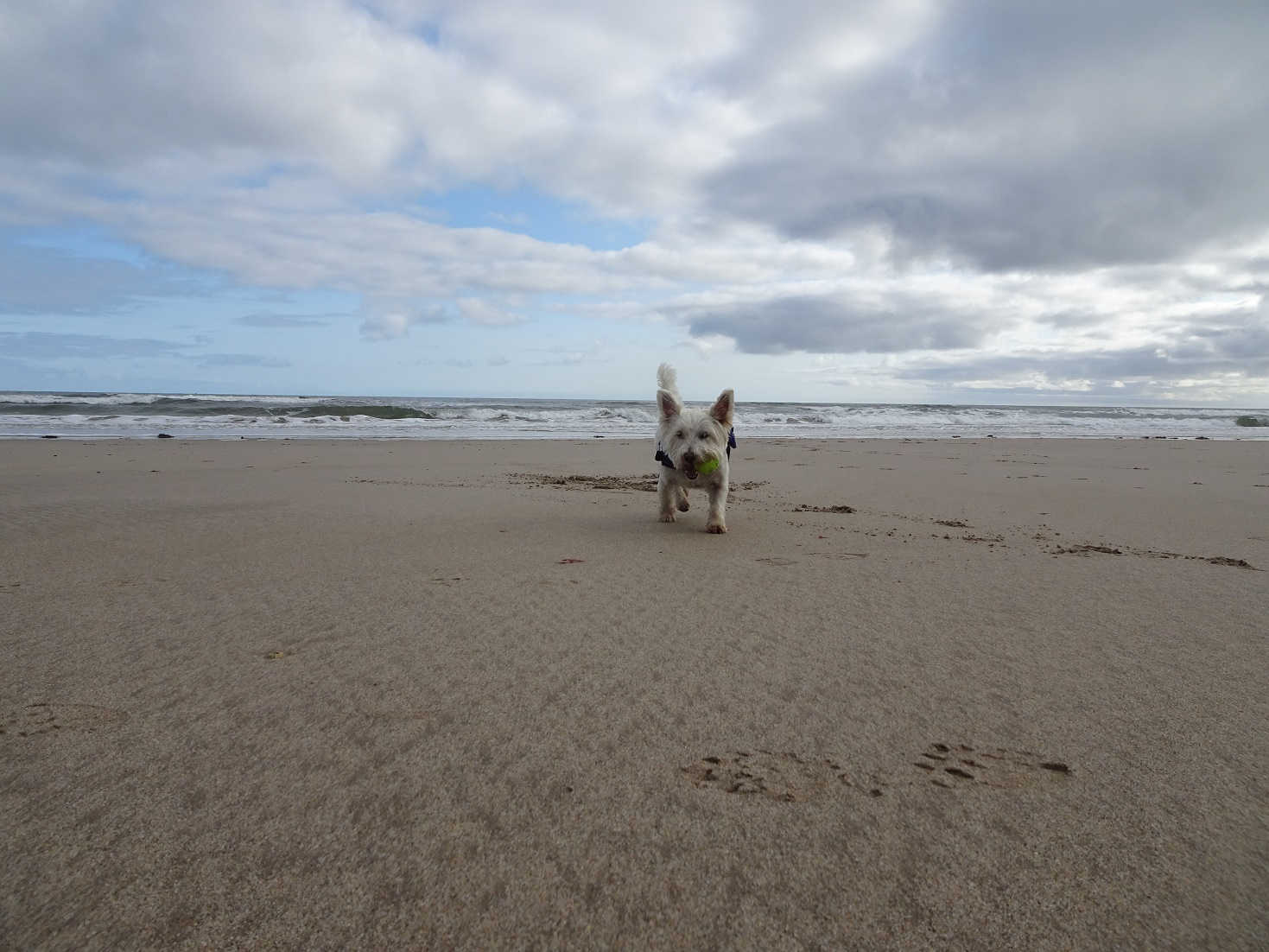 poppy the wetie playing ball on Annstead beach