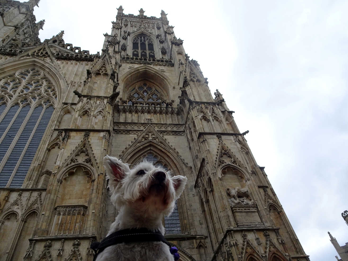 poppysocks at York Minster