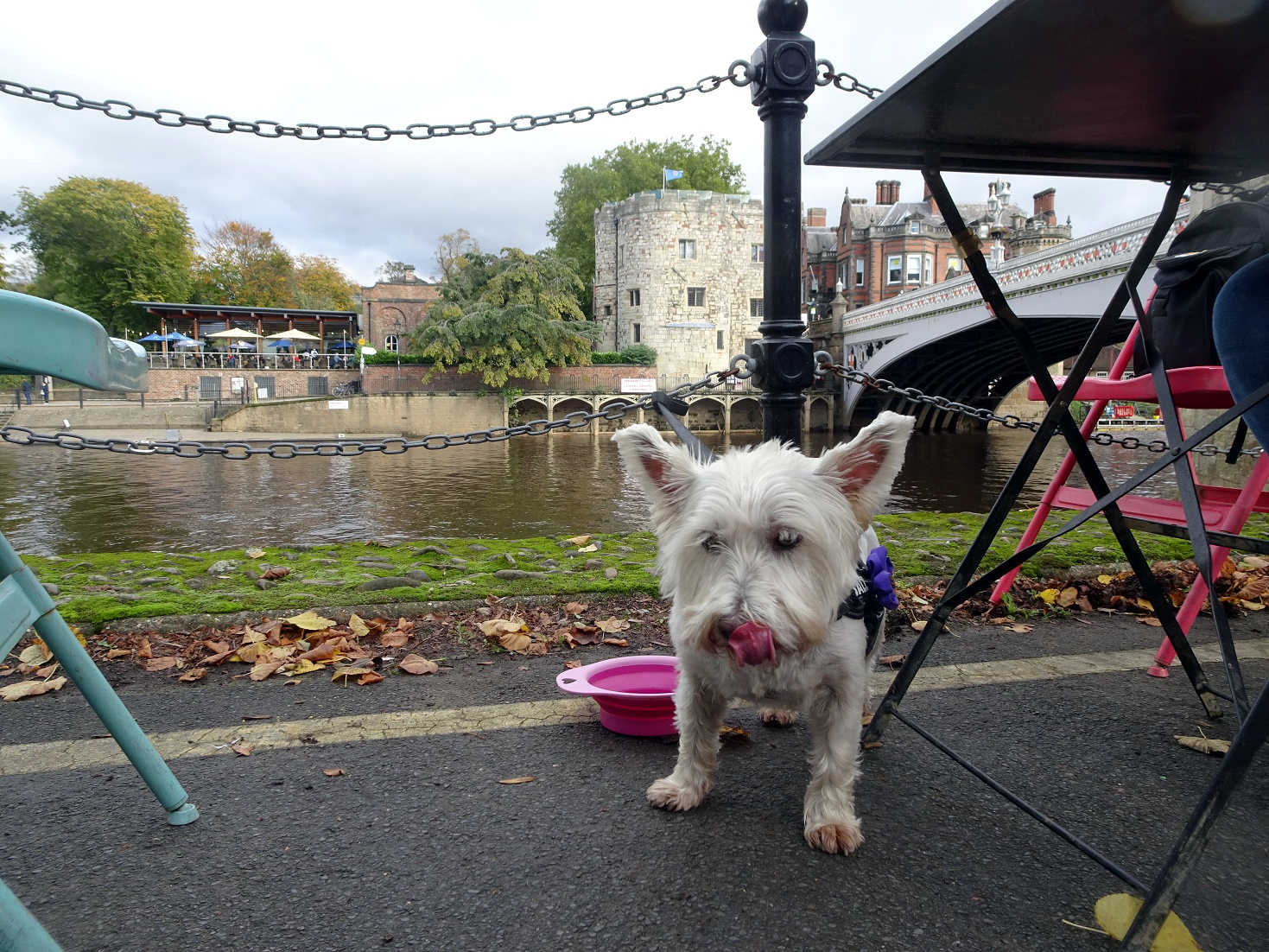 poppysocks at perky peacock at lendal bridge York