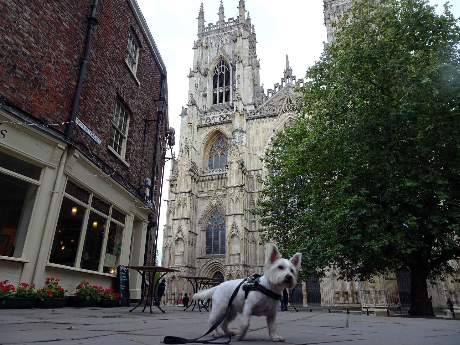 poppysocks in York