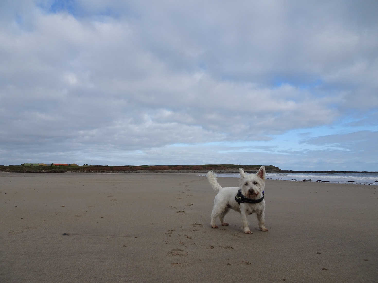 poppysocks on Annstead beach next to Annstead burn