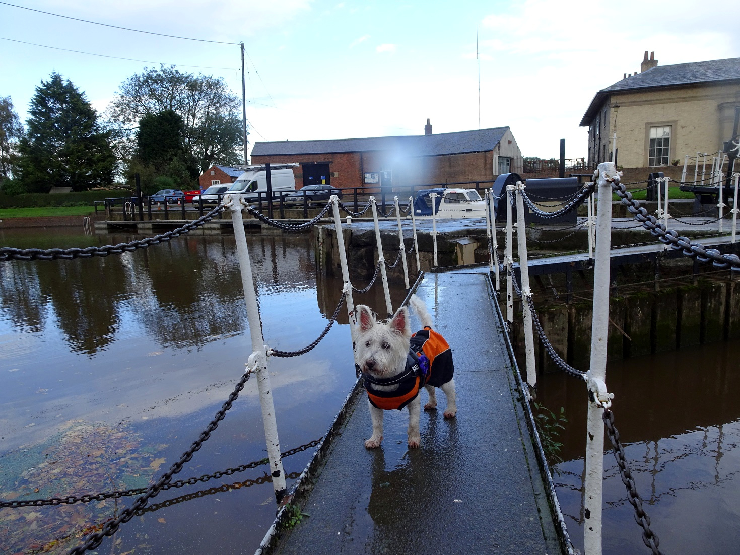 poppysocks on Nayburn Lock in the rain