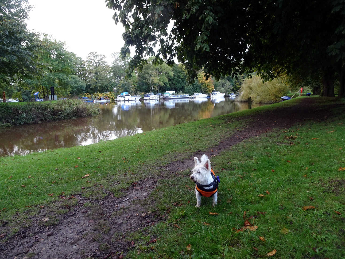 poppysocks on bank of the ouse at nayburn lock