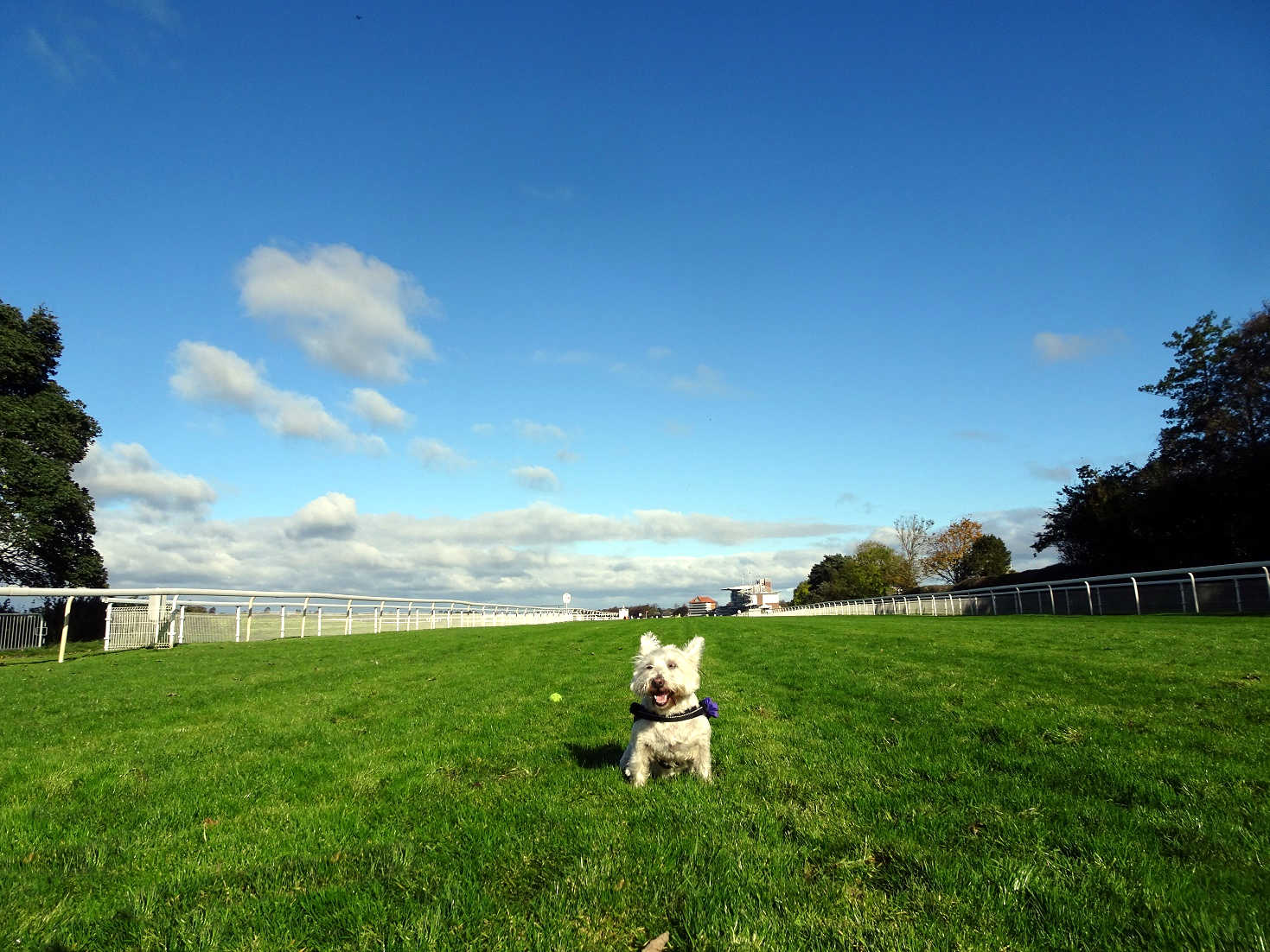 poppysocks on york racecourse