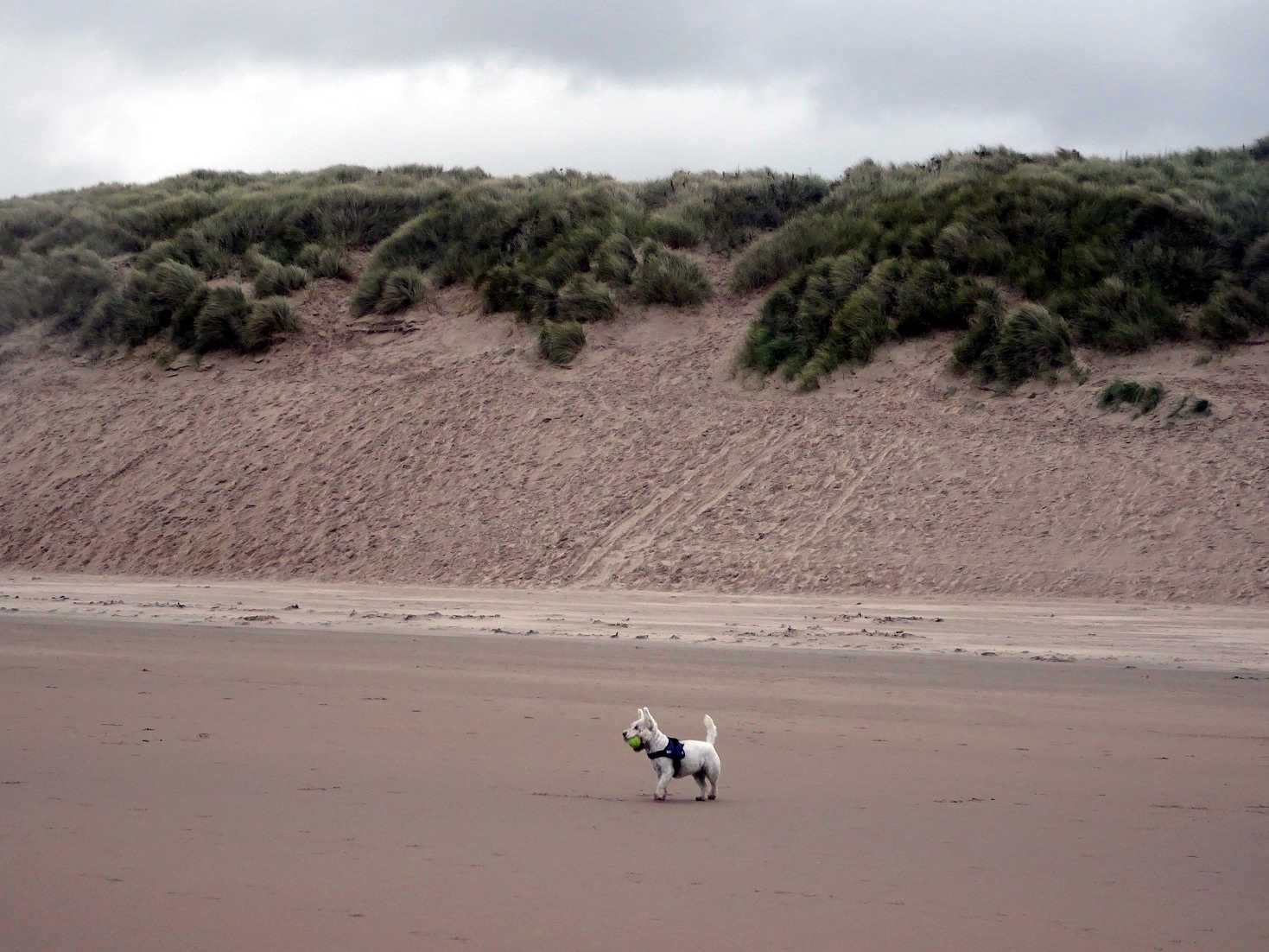 poppysocks playing ball in the wind at beadnell bay