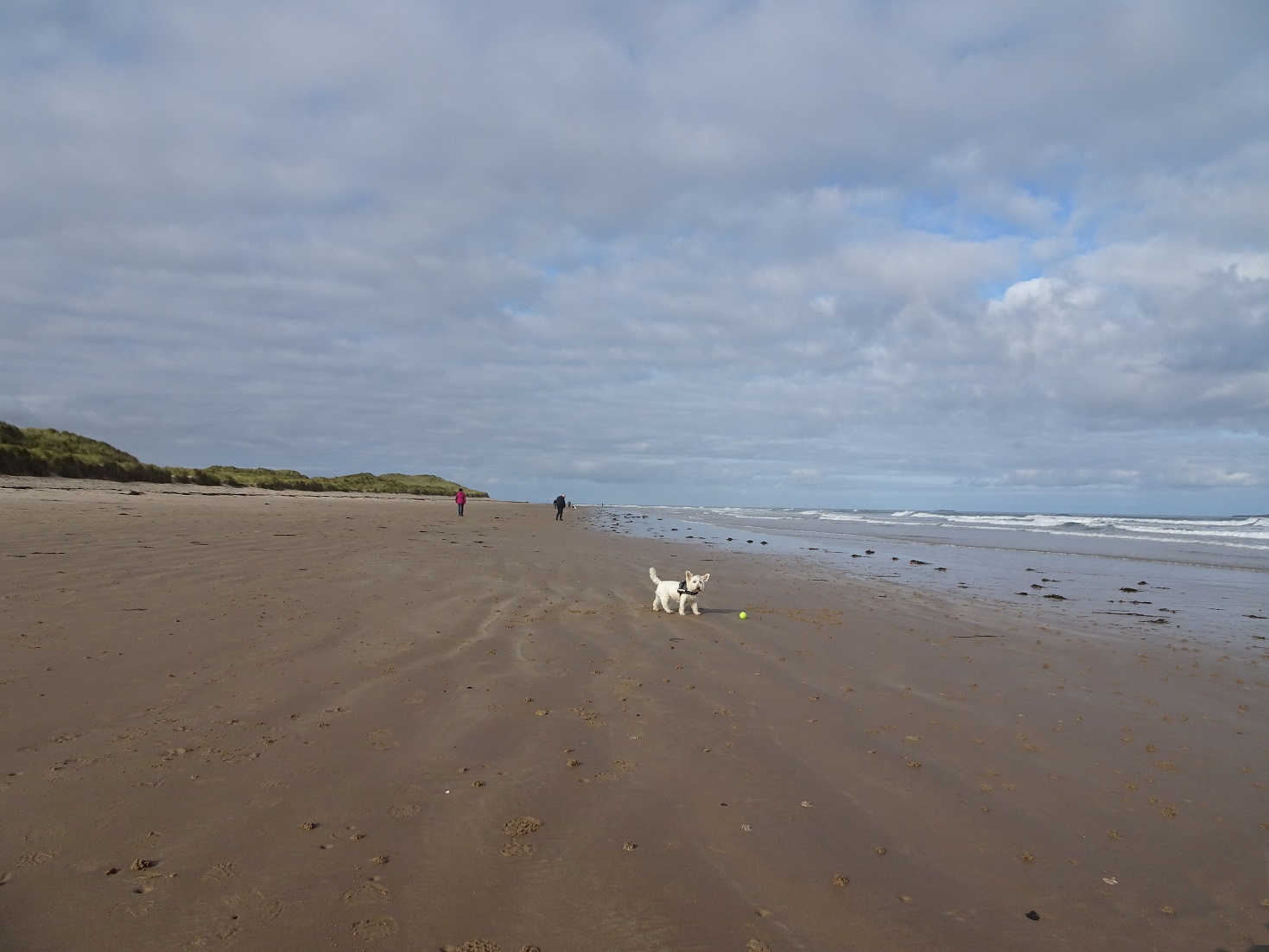 poppysocks playing ball on North Sunderland Beach