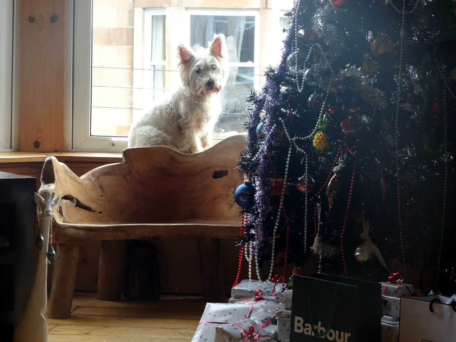 poppy the westie at her tv