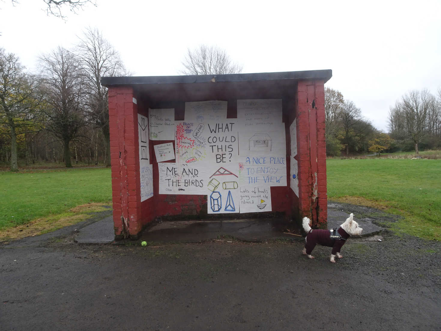 poppy the westie at shed in hoggansfield