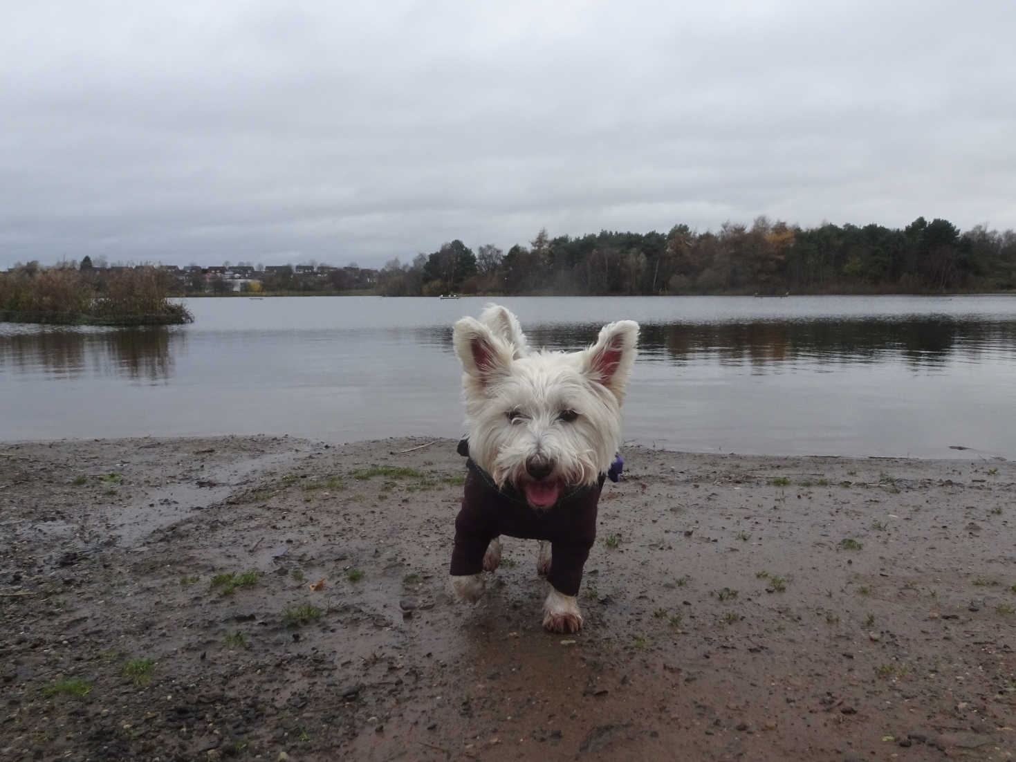 poppy the westie at waters edge hogansfield