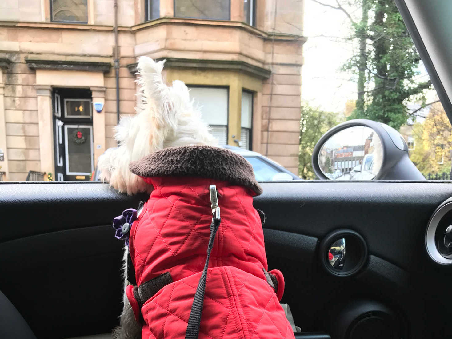 poppy the westie in the west end