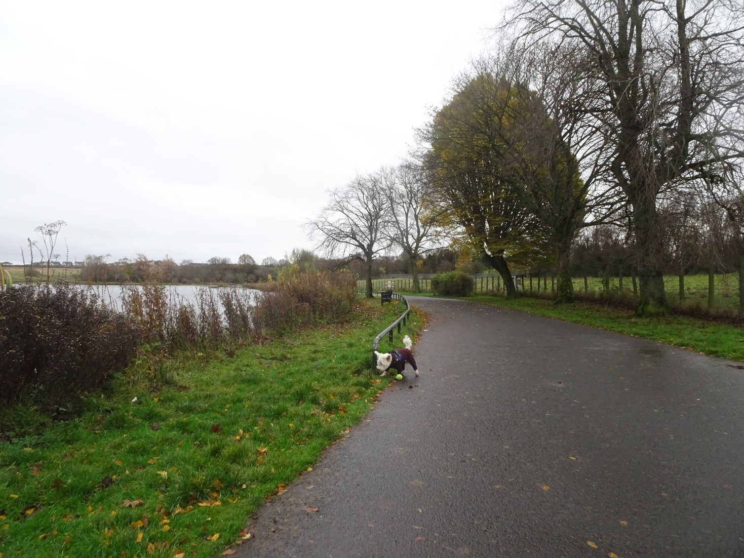 poppy the westie on big paths at hogganfield