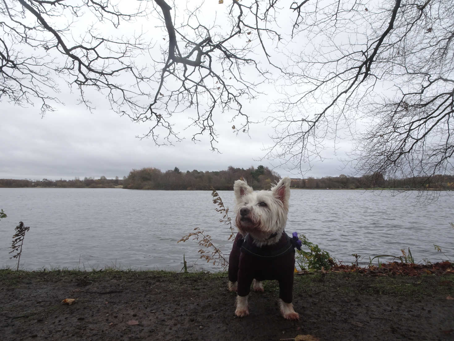 poppy the westie on north bank of hogansfield