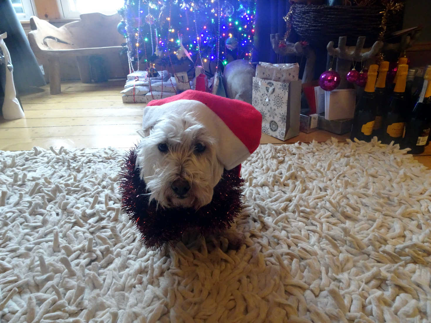 poppy the westie santa hat and tinsel