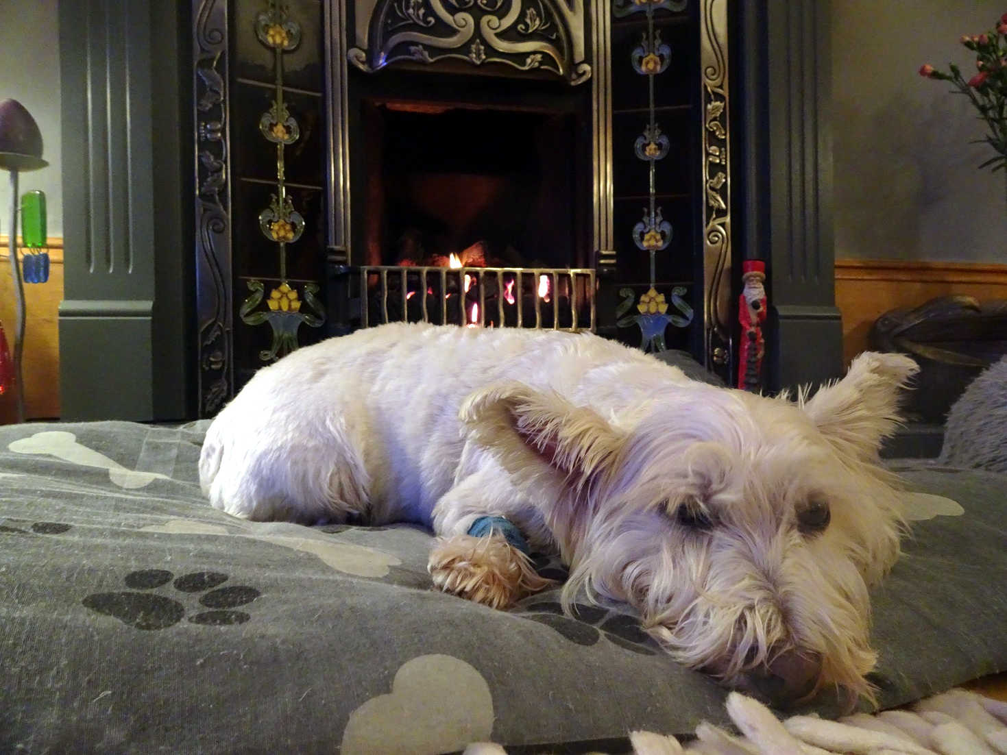 poppy the westie stressfull days