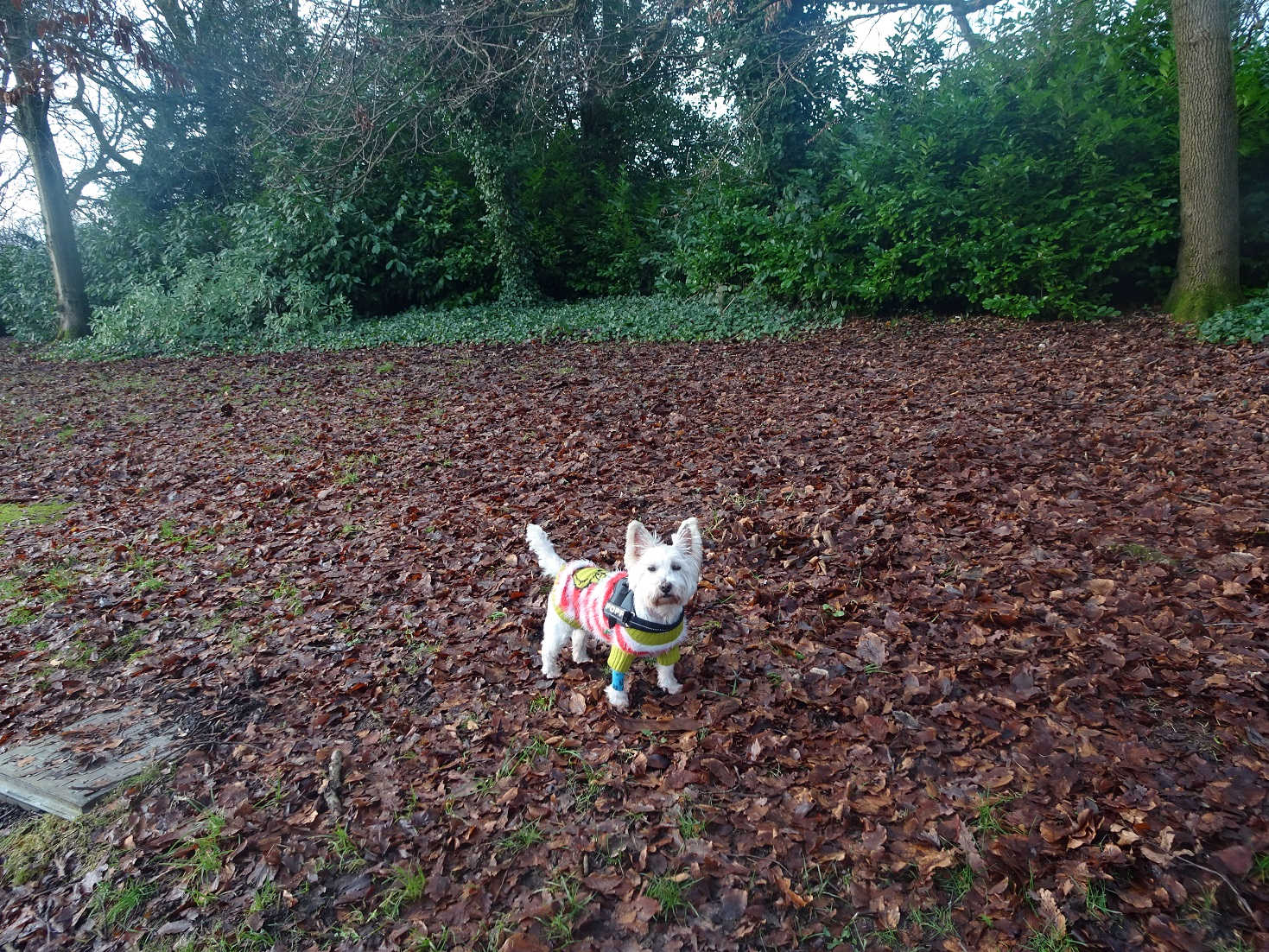 poppy the westies christmas walk