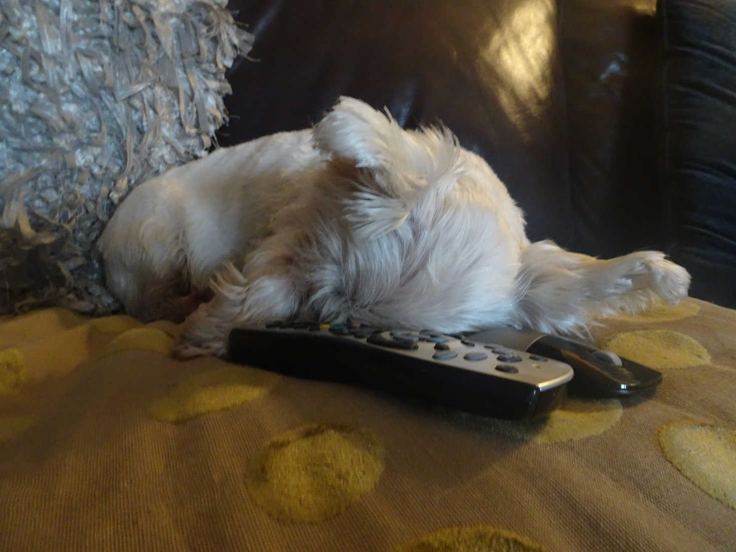 poppy the westie afternoon nap