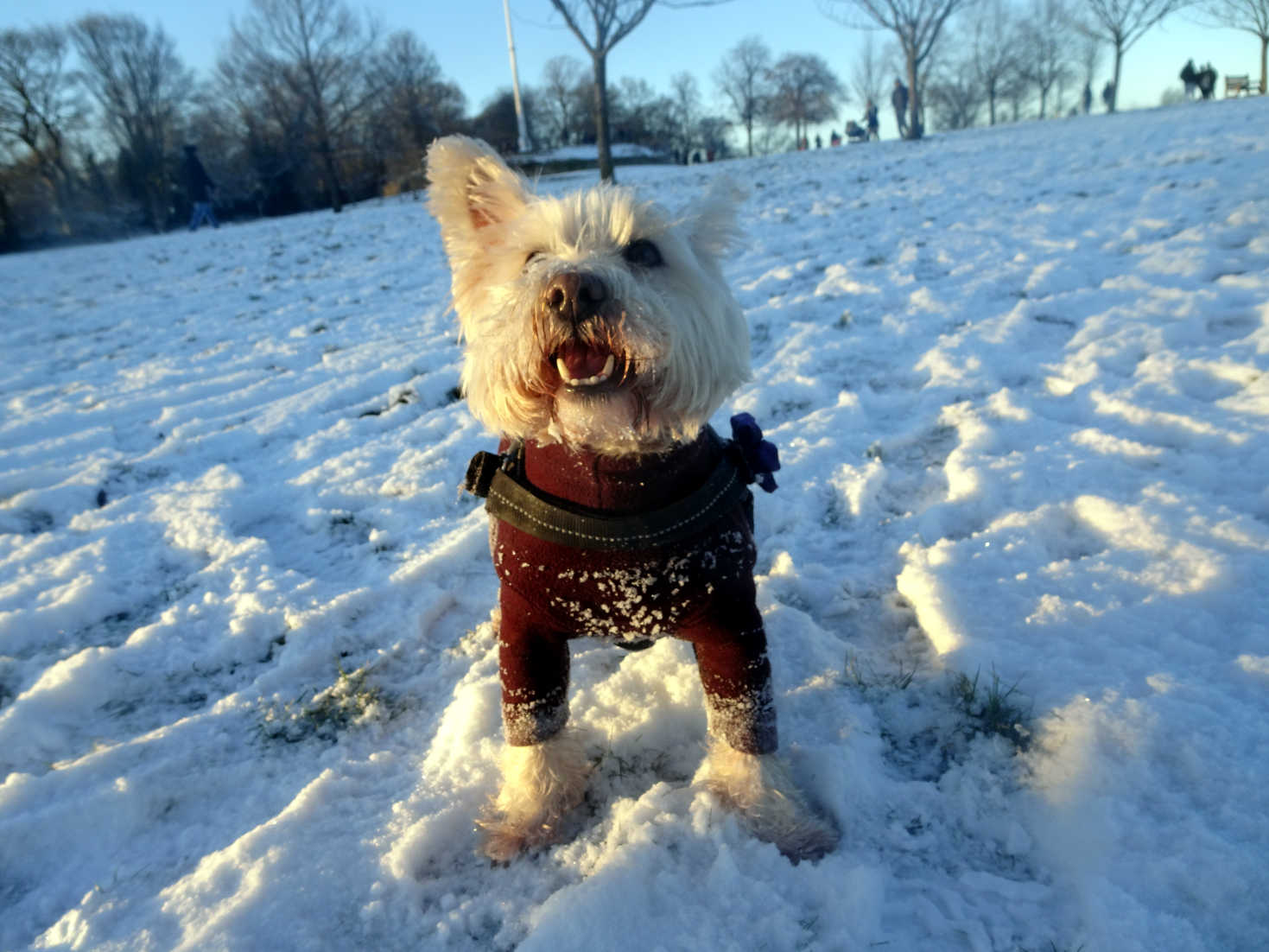 poppy the westie at snowy queens park