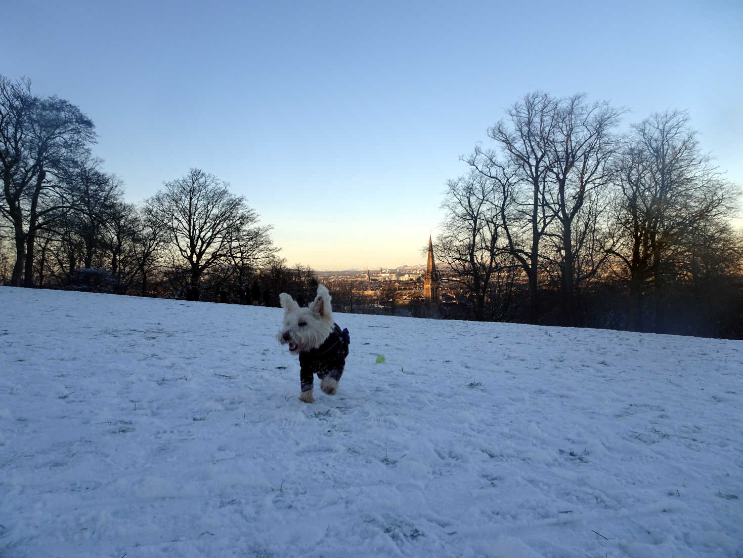 poppy the westie at the flagpole queens park