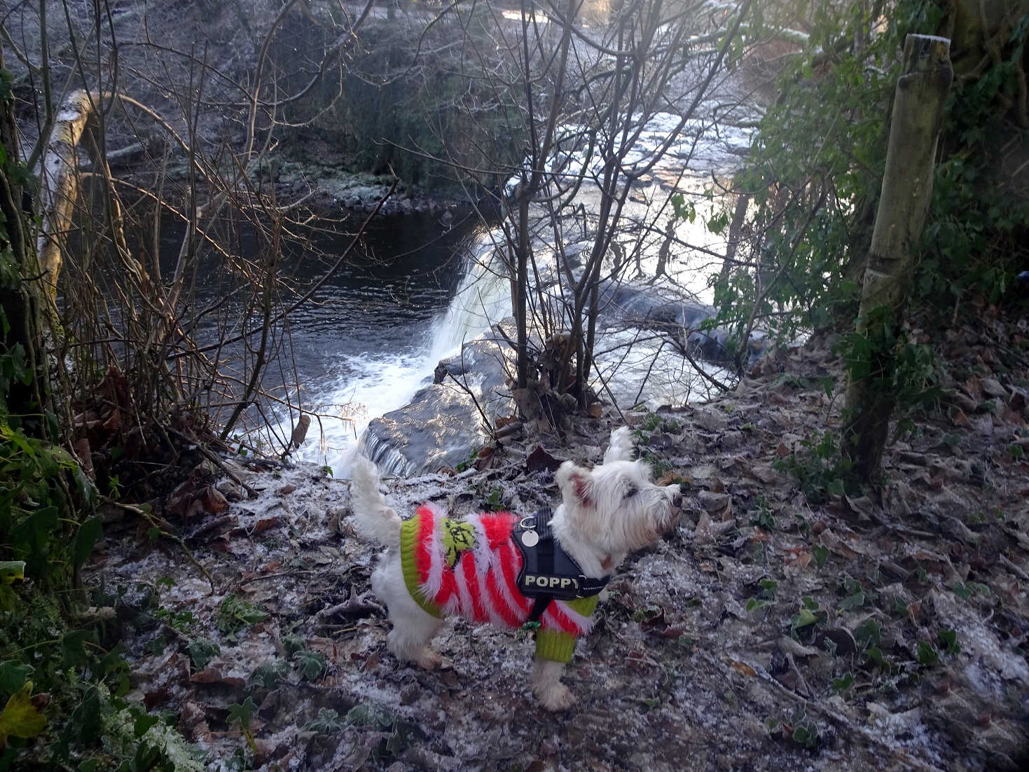 poppy the westie at top of the waterfall in Linn Park