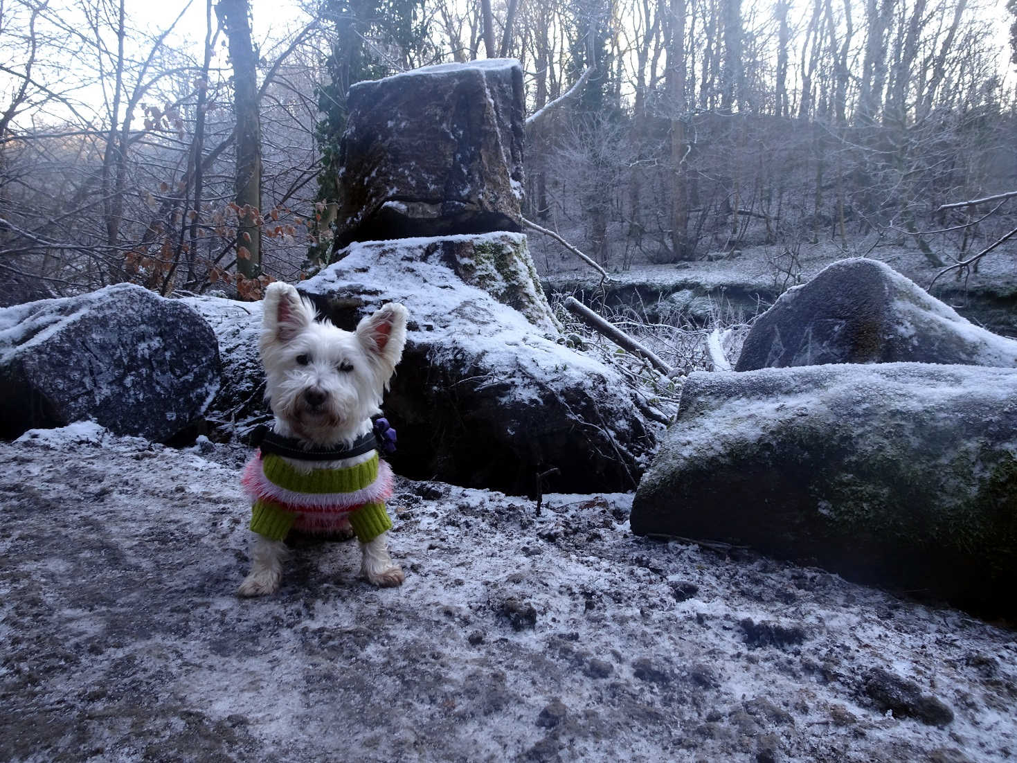 poppy the westie by frosty white cart water Linn Park