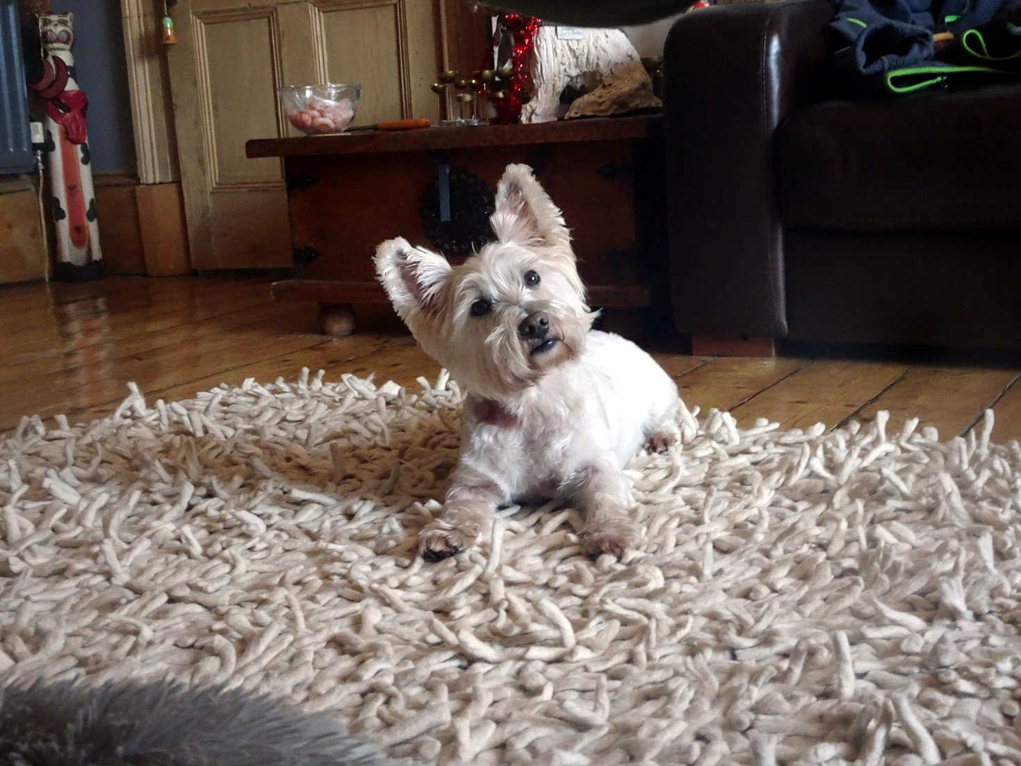 poppy the westie new years day 2021